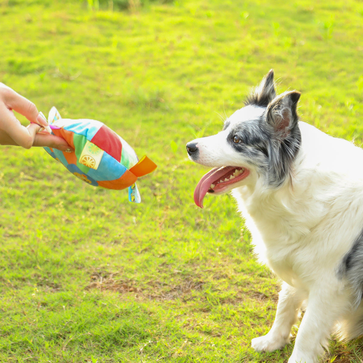 Pet Dog Out Interactive Frisbee Plush Toy