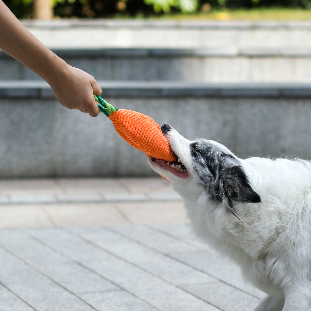 Pet indoor interactive plush carrot cartoon toy